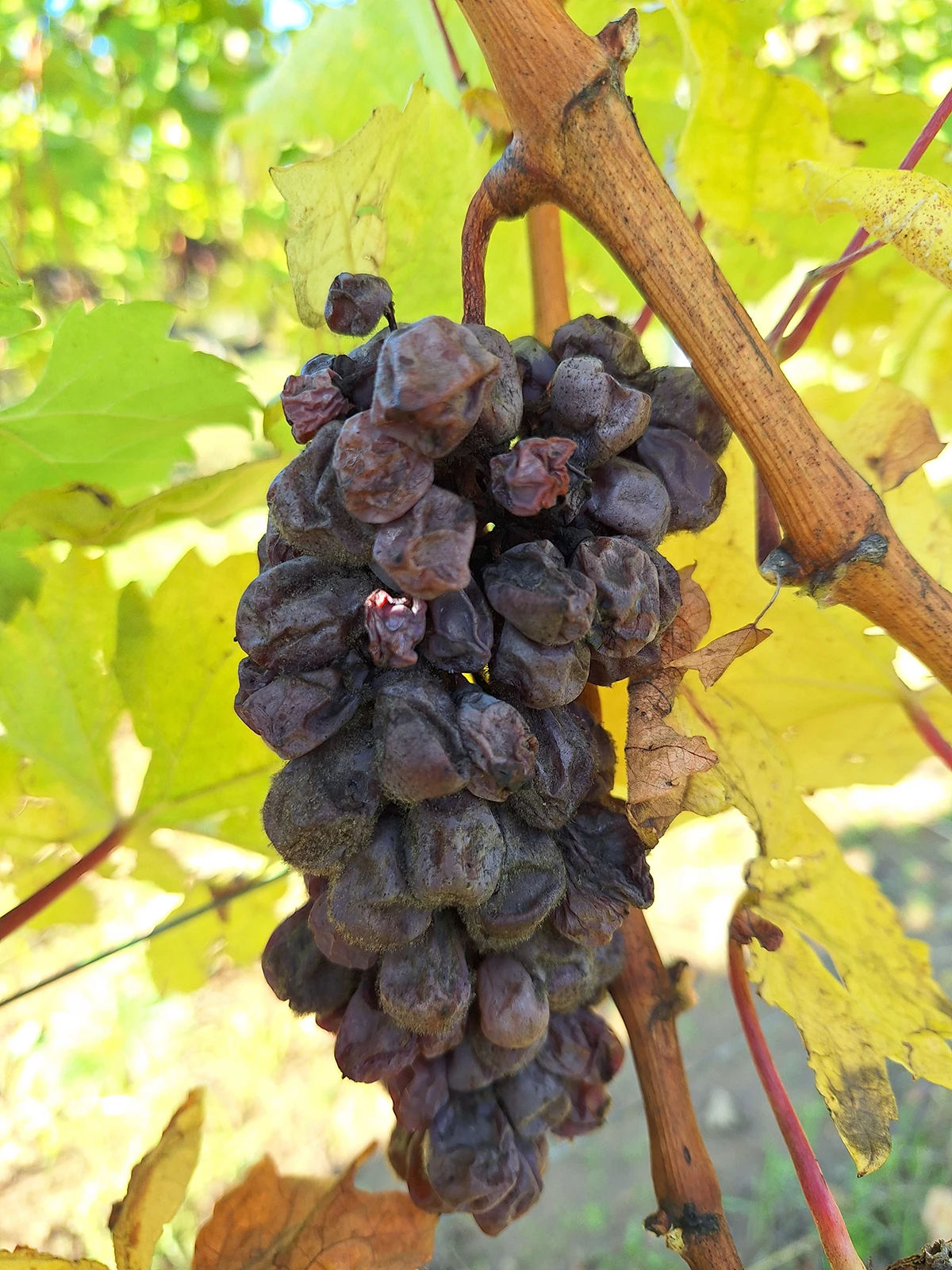 chateau_kaldi_winery_gallery_v2